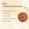 7 Mukhi Rudraksha Combo