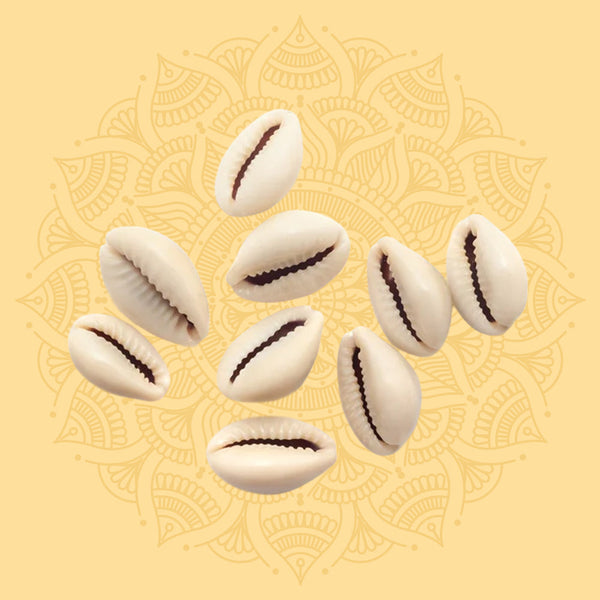 White Shells (Kaudi) (5)