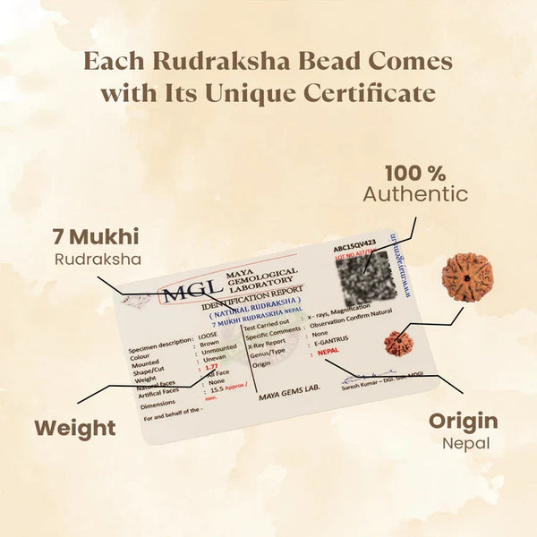 7 Mukhi Rudraksha Combo